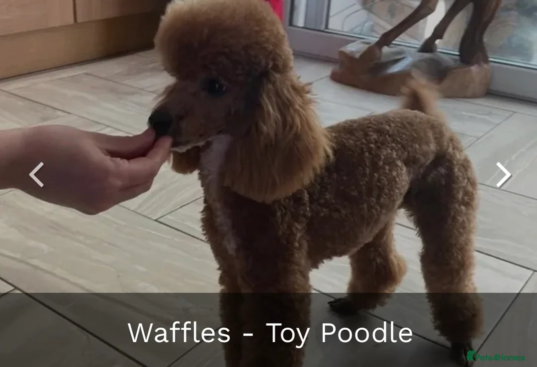 Cockapoo dogs for sale: F1 cockapoos reduced to £1300 - Advert 2