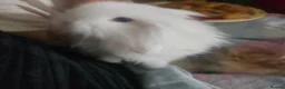 Lionhead rabbits for sale: Lion head male rabbits brothers in Newport - Advert 6