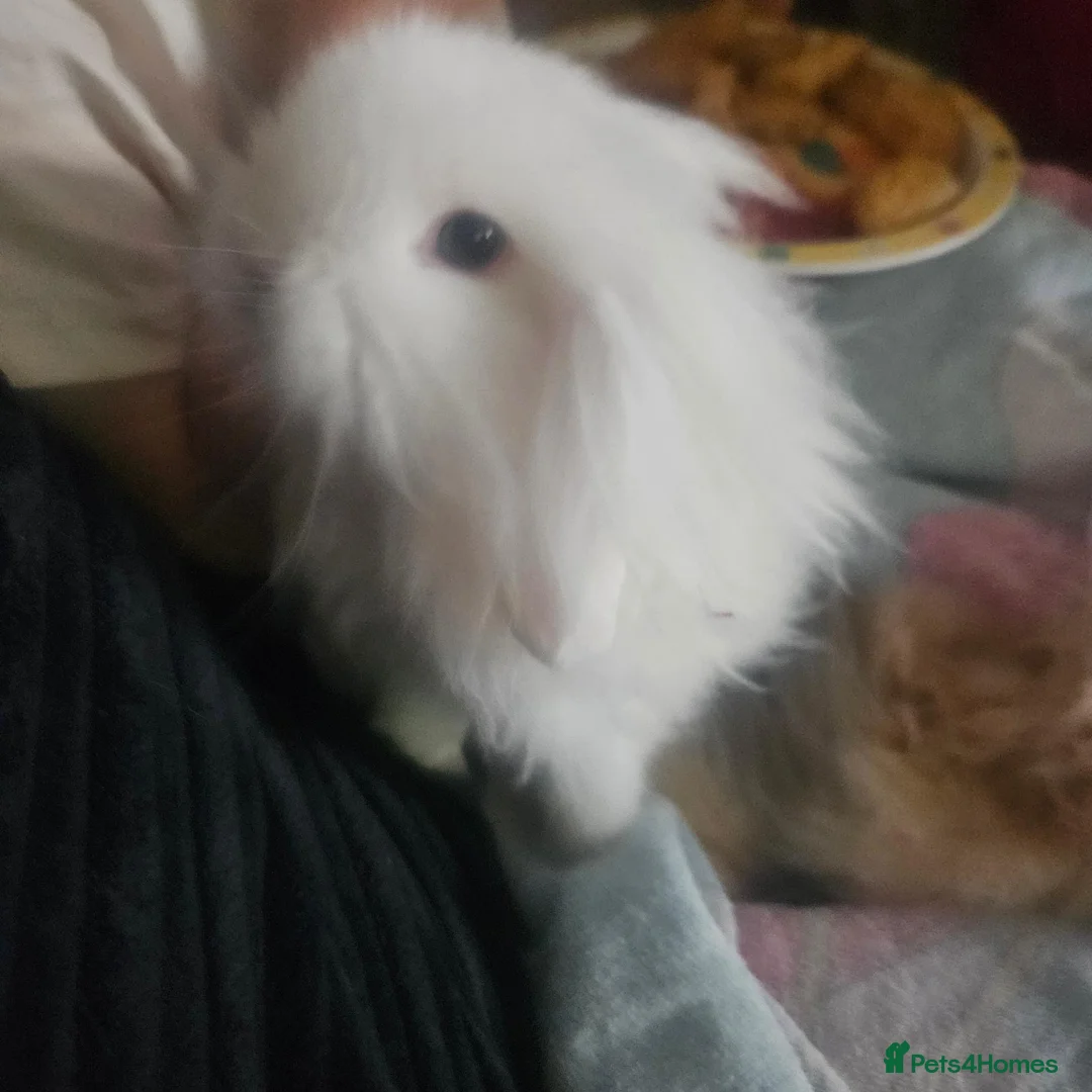 Lionhead rabbits for sale: Lion head male rabbits brothers in Newport - Advert 6