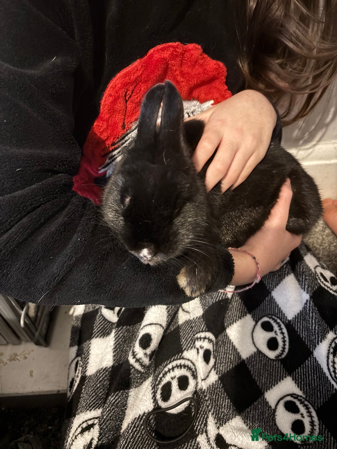 Dutch rabbits for sale: Little bunny  - Advert 1