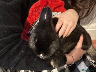 Dutch rabbits Little bunny - Advert 1