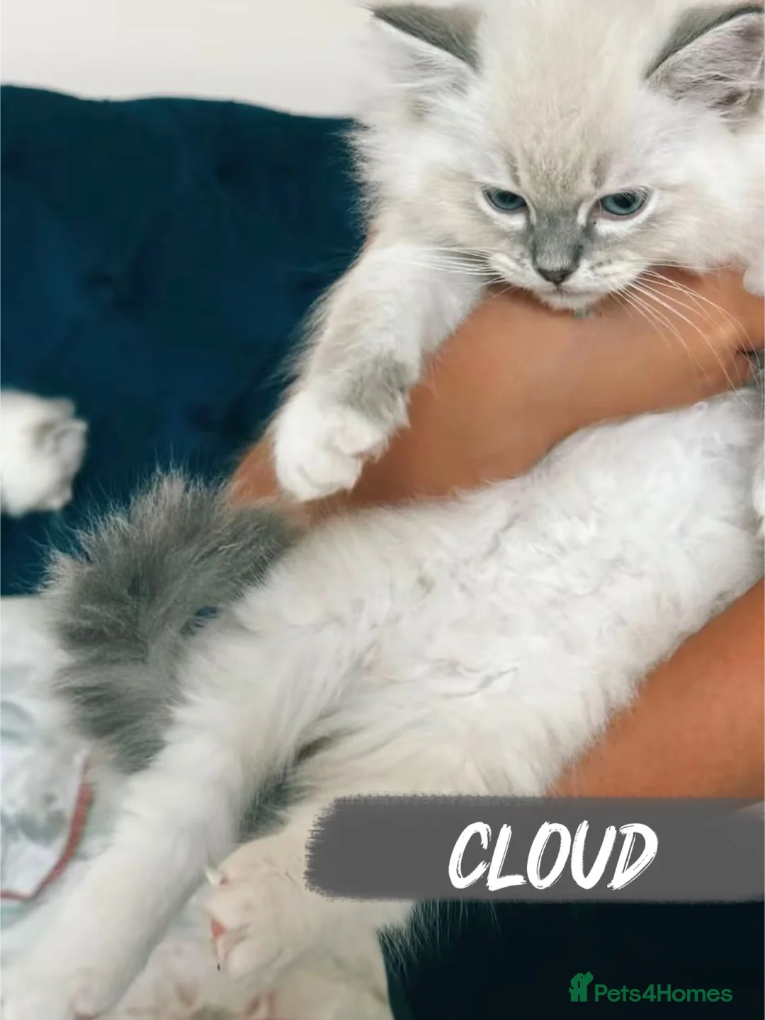 Ragdoll cats for sale: 🤍 BEAUTIFUL RAGDOLL KITTENS – READY NOW  - Advert 14