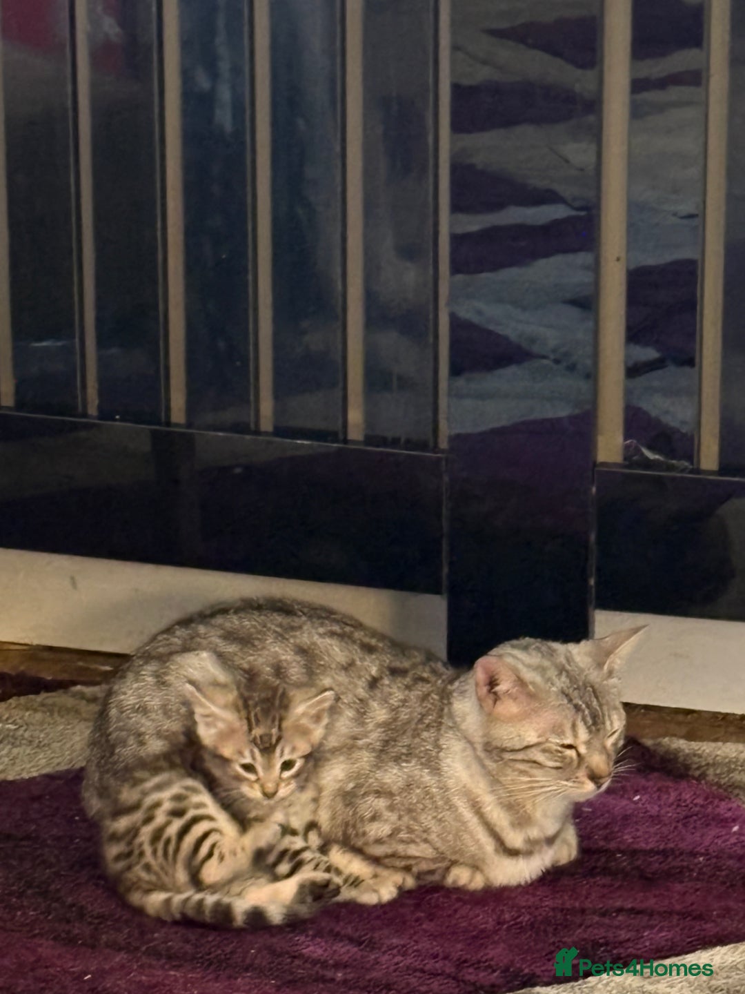Bengal cats for sale: Snow and charcoal Bengals Registered - Image 7