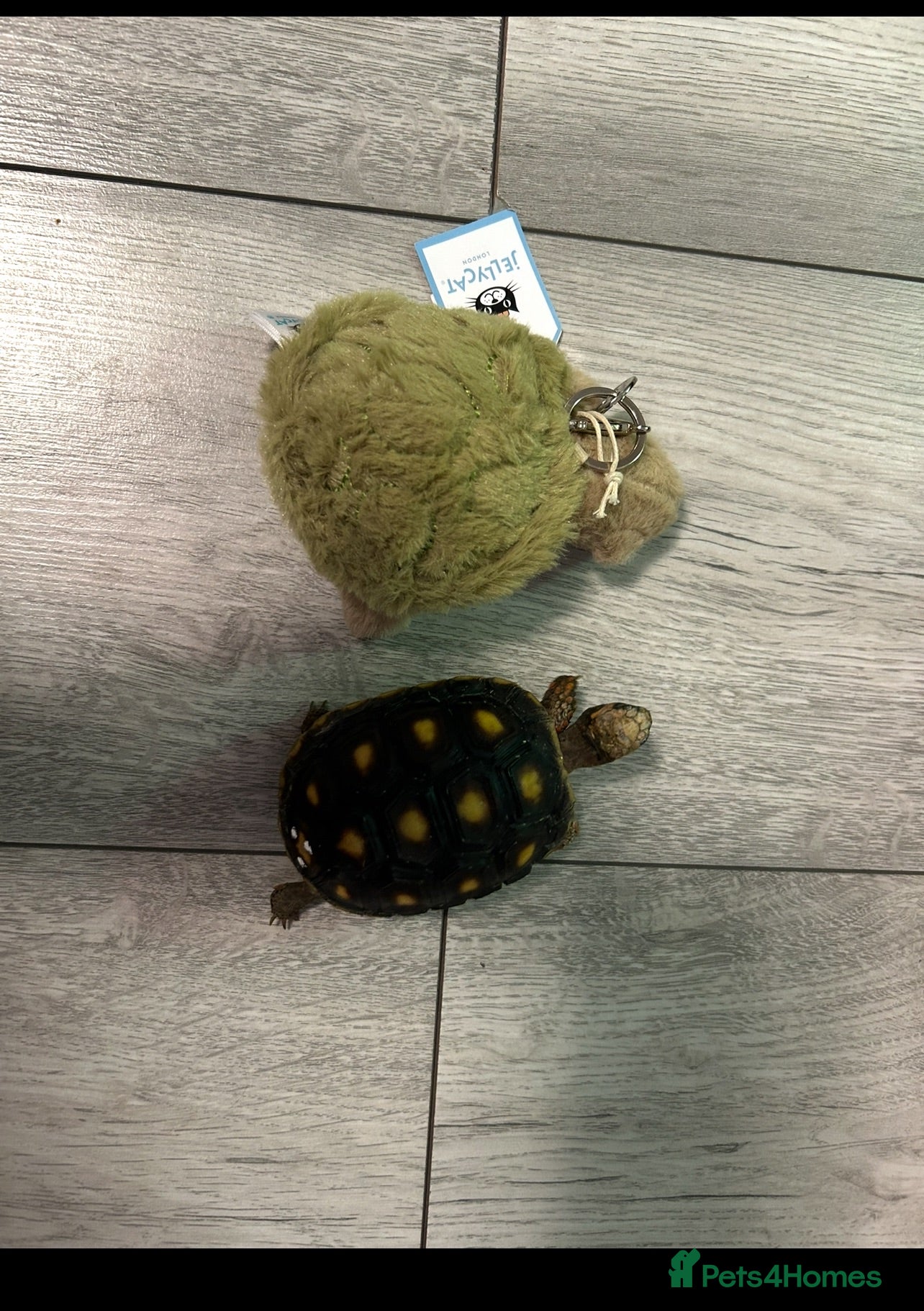 Tortoise reptiles Red Footed tortoise  - Advert 2