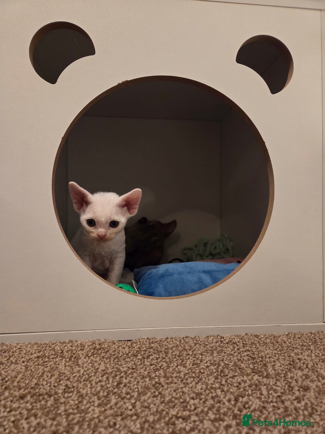 Devon Rex cats for sale: ✨ Beautiful Devon Rex Kittens – GCCF Registered ✨ - Advert 19