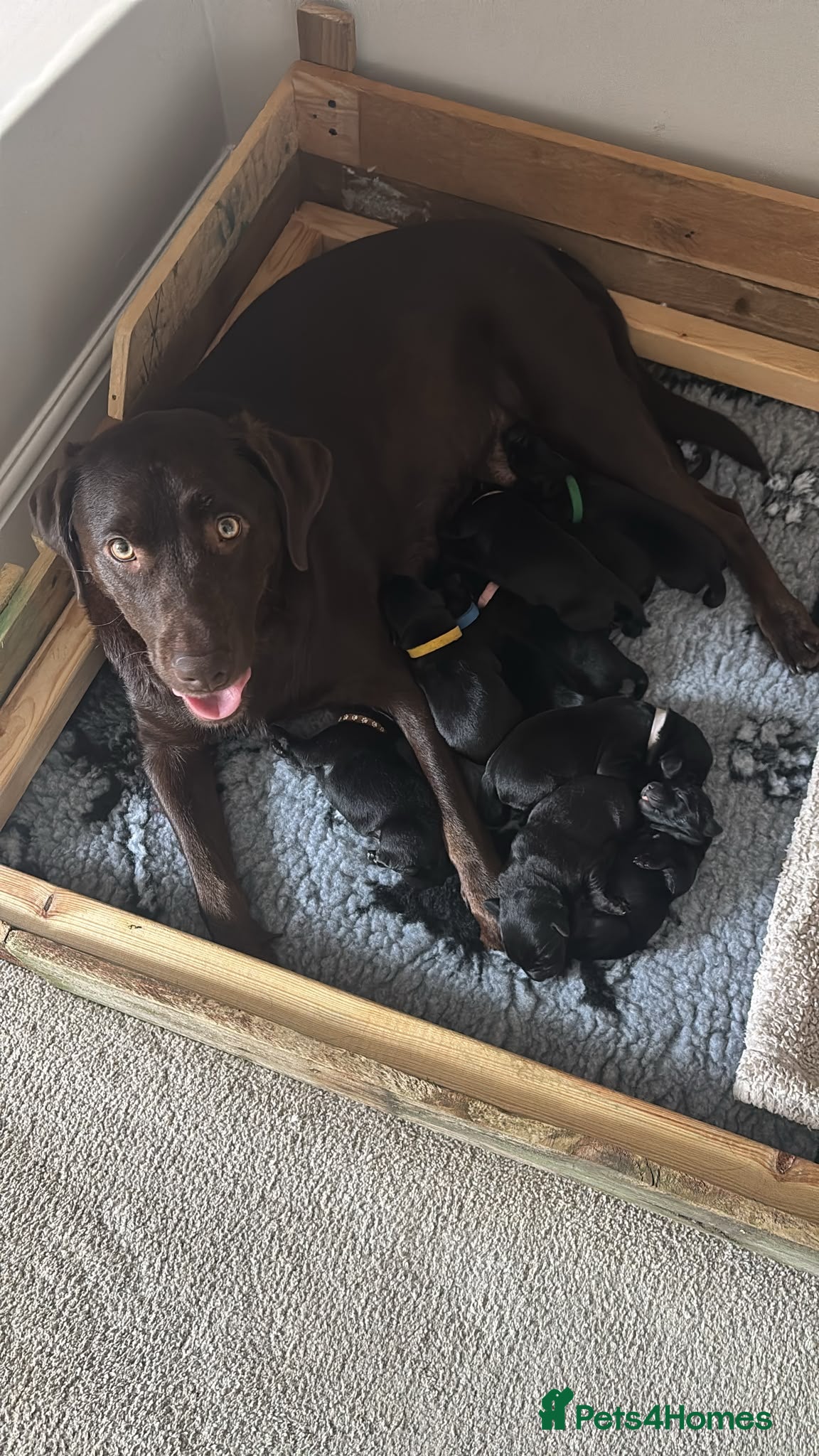 Labrador Retriever dogs Exceptional KC Black Labrador Puppies  - Advert 12
