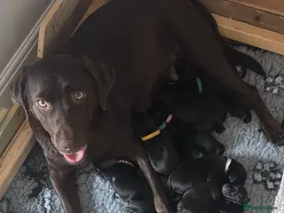 Labrador Retriever dogs Exceptional KC Black Labrador Puppies - Advert 1