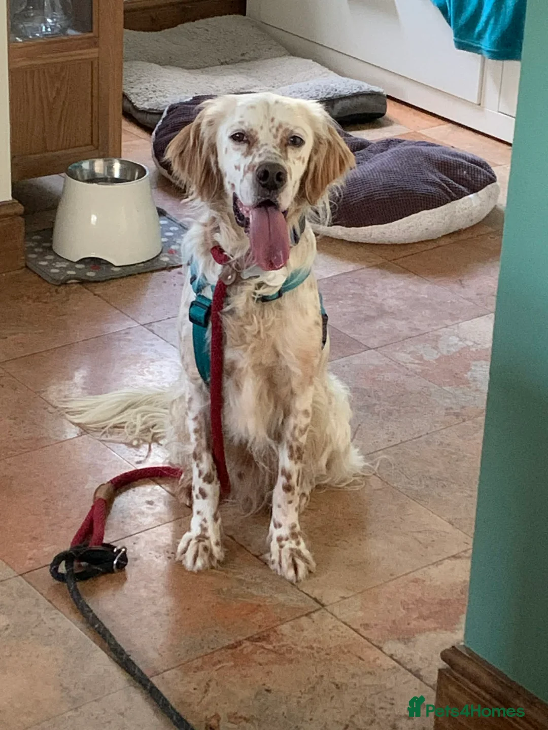 English Setter dogs for adoption: Brego - Advert 3