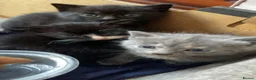 Mixed Breed cats for sale: 4 kittens and mother in Grays - Advert 3
