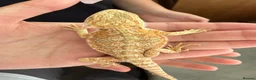 Bearded Dragon reptiles for sale: Juvenile Female bearded dragon & Viv  - Advert 11