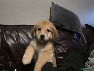 Mixed Breed dogs Bernese X swiss Shepard pups - Advert 2