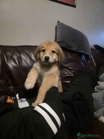 Mixed Breed dogs Bernese X swiss Shepard pups - Advert 1