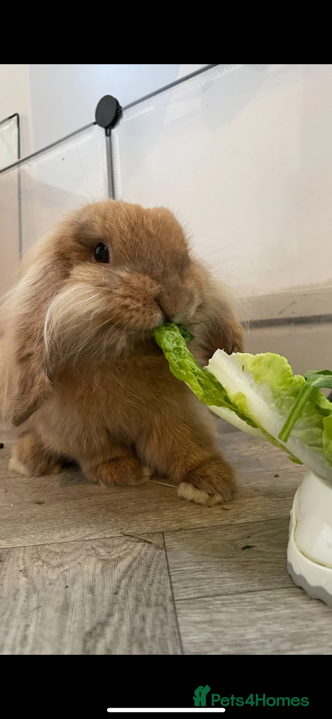 Mixed Breed rabbits for sale: Lovely male lop for rehome. - Advert 4