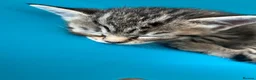 Mixed Breed cats for sale: Last girl Silver grey Tabby £85 due to timewaster - Advert 15