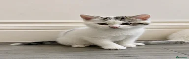 Kitten 3