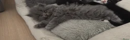 British Shorthair cats for sale: Beautiful & Healthy British Shorthair Kittens - Advert 8