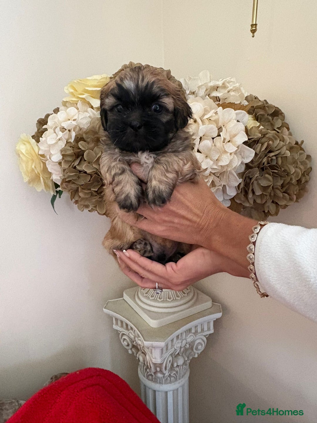 Shih Tzu dogs for sale: Beautiful male shih tzu pups - Advert 2