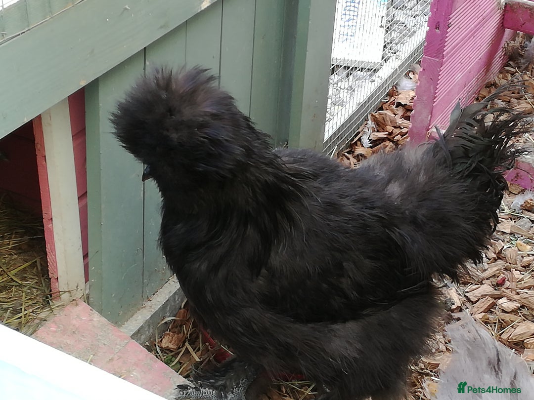 Chickens poultry for sale: JOB LOT COOP, 3 SILKIE HENS+ALL ACCESSORIES  in Colwyn Bay - Image 7