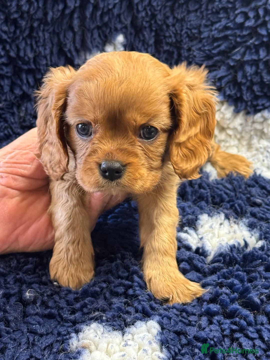 Cavalier King Charles Spaniel dogs for sale: Beautiful cavalier pups  - Advert 1