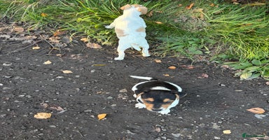 Jack Russell dogs Jack Russell  - Advert 2