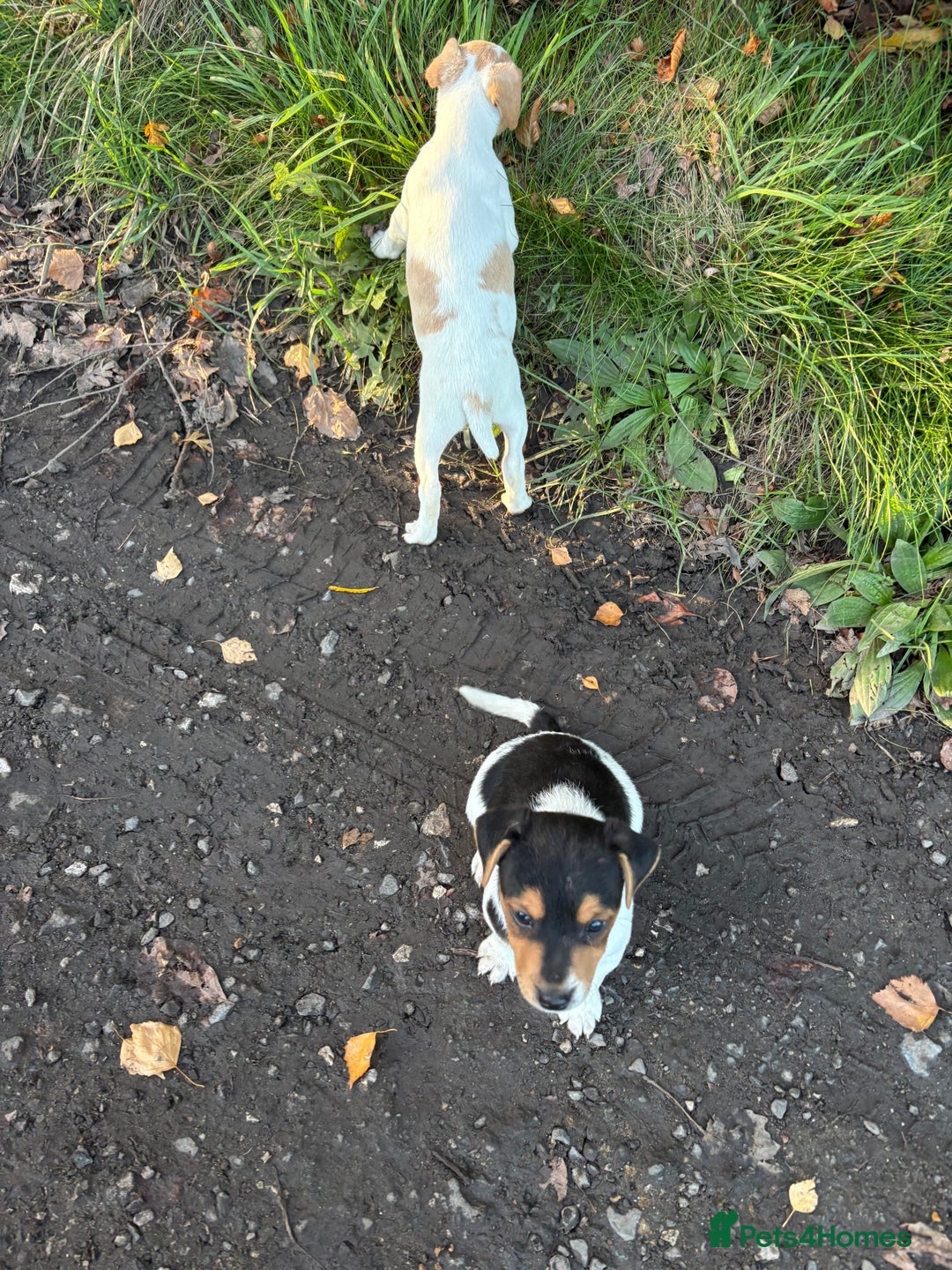 Jack Russell dogs for sale: Jack Russell  - Advert 3