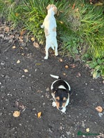 Jack Russell dogs Jack Russell - Advert 2