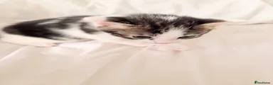 Mixed Breed Kitten 2