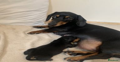 Dachshund dogs - Advert 1