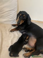 Dachshund dogs - Advert 1