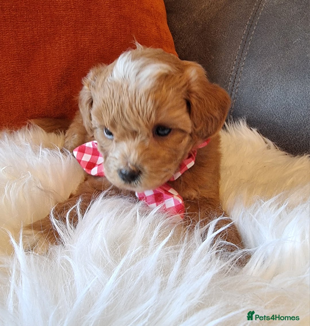 Shihpoo dogs for sale: Adorable best friend Shihpoo pups Fully Vaccinated - Advert 20