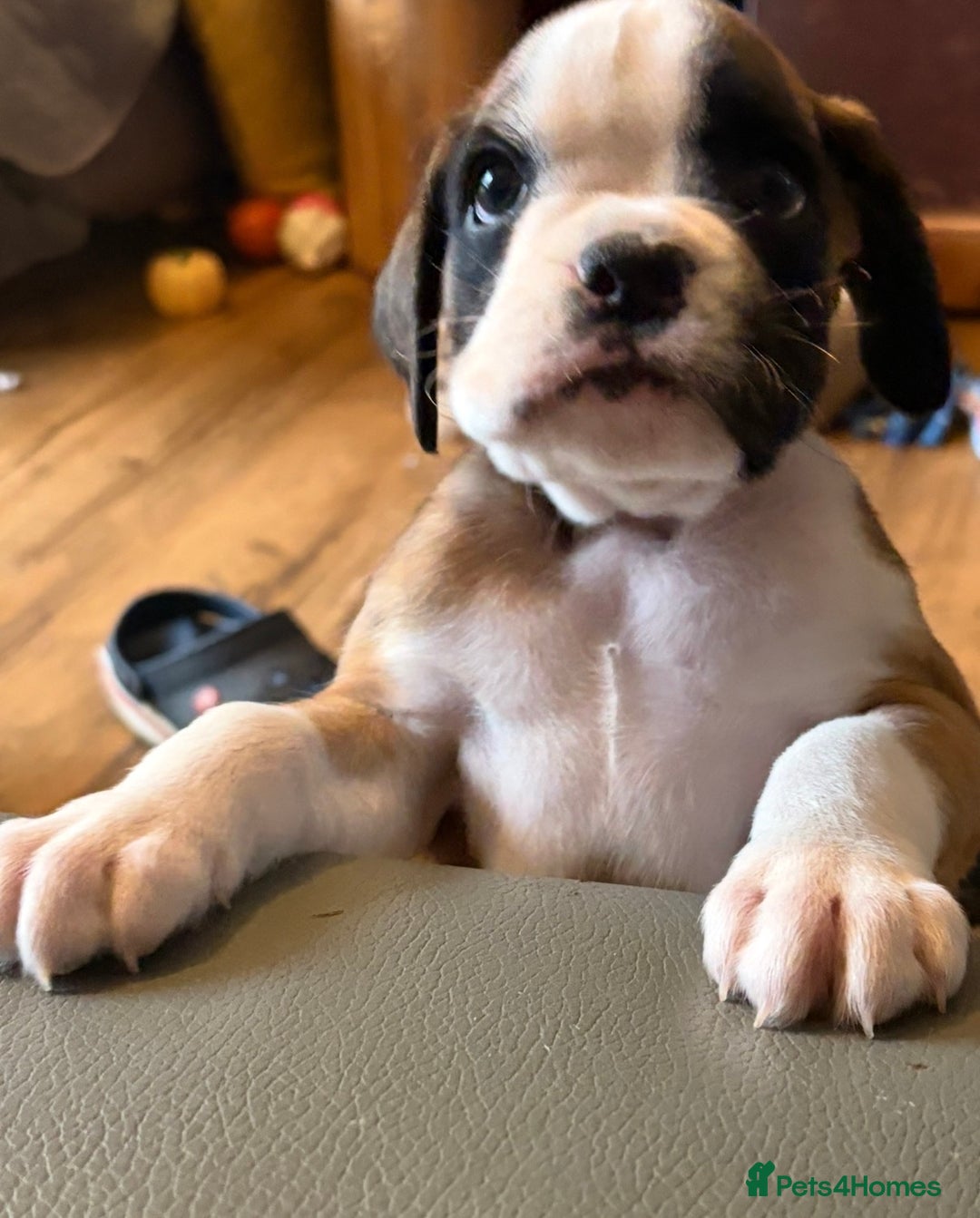 Boxer dogs for sale:  ⭐️ Fully health checked KC registered ⭐️ - Advert 22