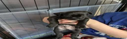 Mixed Breed dogs for sale: F1 jackain  - Advert 12