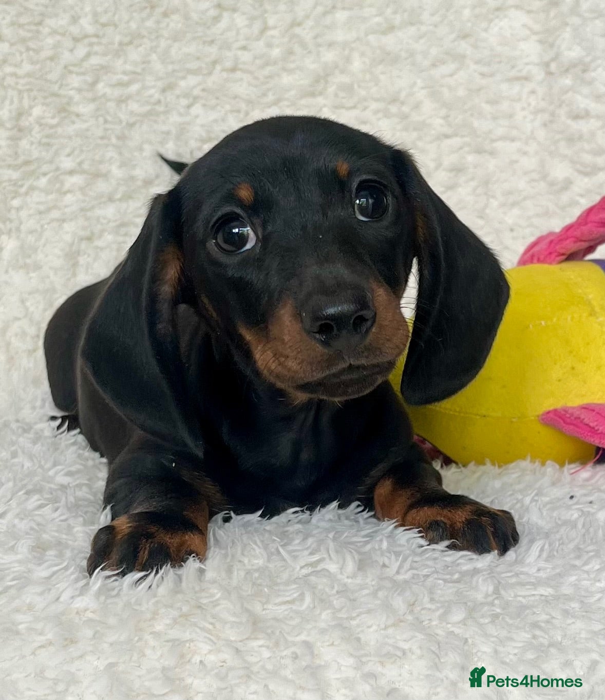 Dachshund dogs Beautiful Miniature Dachshund Puppies  - Advert 5