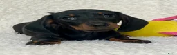 Dachshund dogs for sale: Beautiful Miniature Dachshund Puppies  - Advert 5
