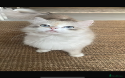 Siberian cats for sale: Siberian Neva masquerade kittens  - Image 22