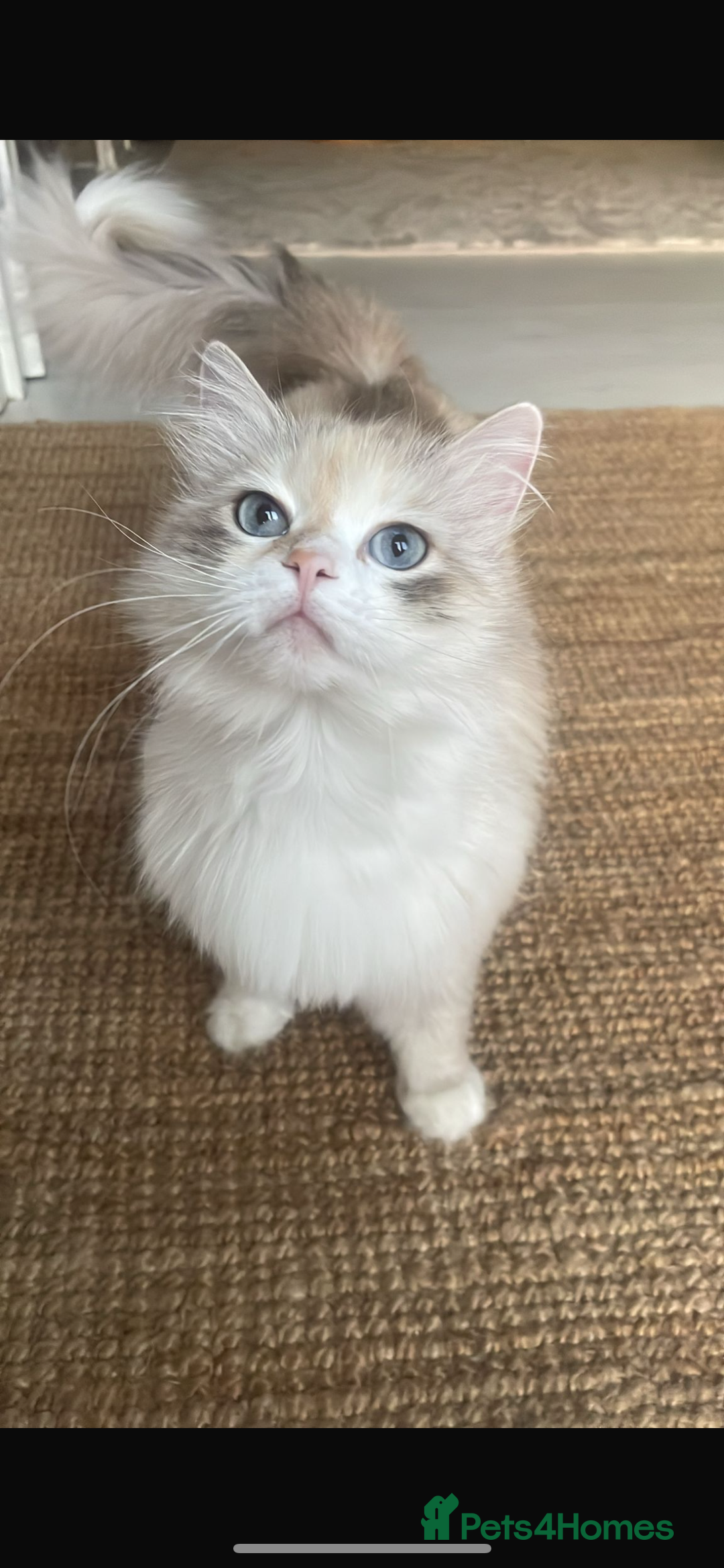 Siberian cats for sale: Siberian Neva masquerade kittens  - Image 22