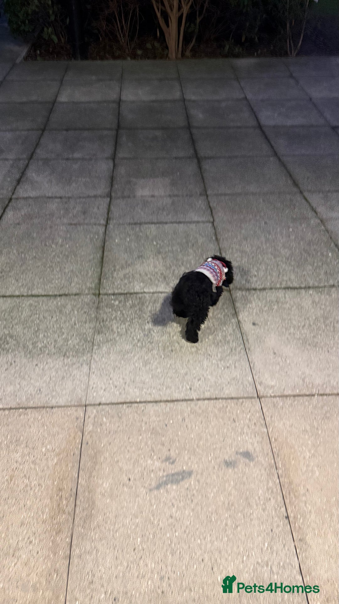 Cockapoo dogs for sale: Adorable Female Cockapoo Puppy for Sale - Advert 8