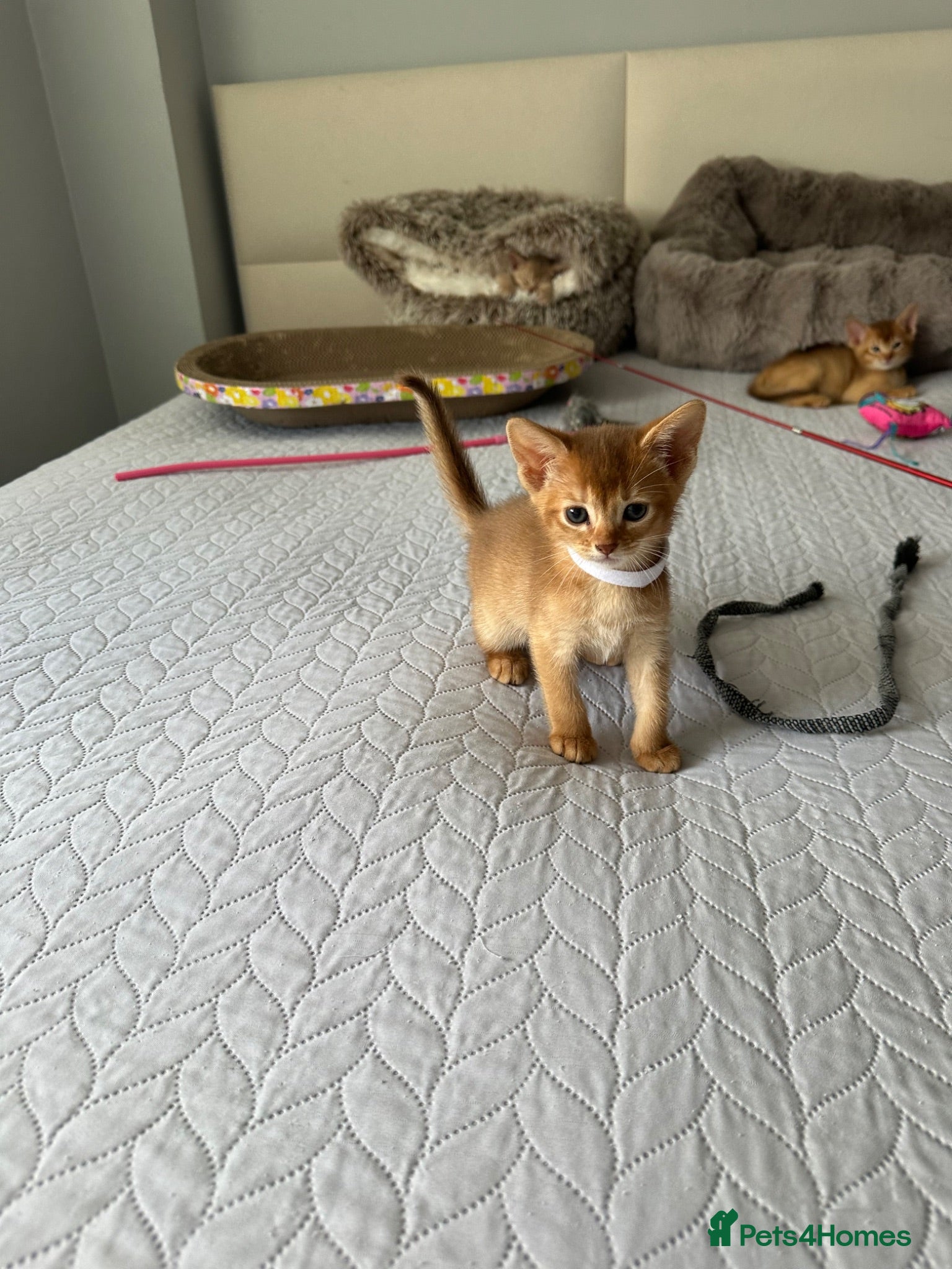 Abyssinian cats Abyssinian kittens  - Advert 2