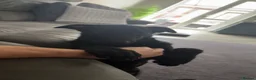 Belgian Shepherd Dog dogs for sale: Kodaa in Basildon - Advert 4