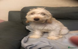 Cockapoo dogs for sale:  F1 Cockapoo MALE Dna health test Clear parents  - Image 11