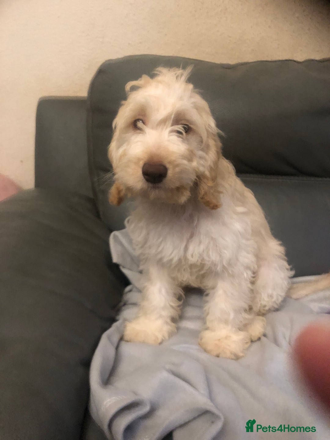 Cockapoo dogs for sale:  F1 Cockapoo MALE Dna health test Clear parents  - Image 11