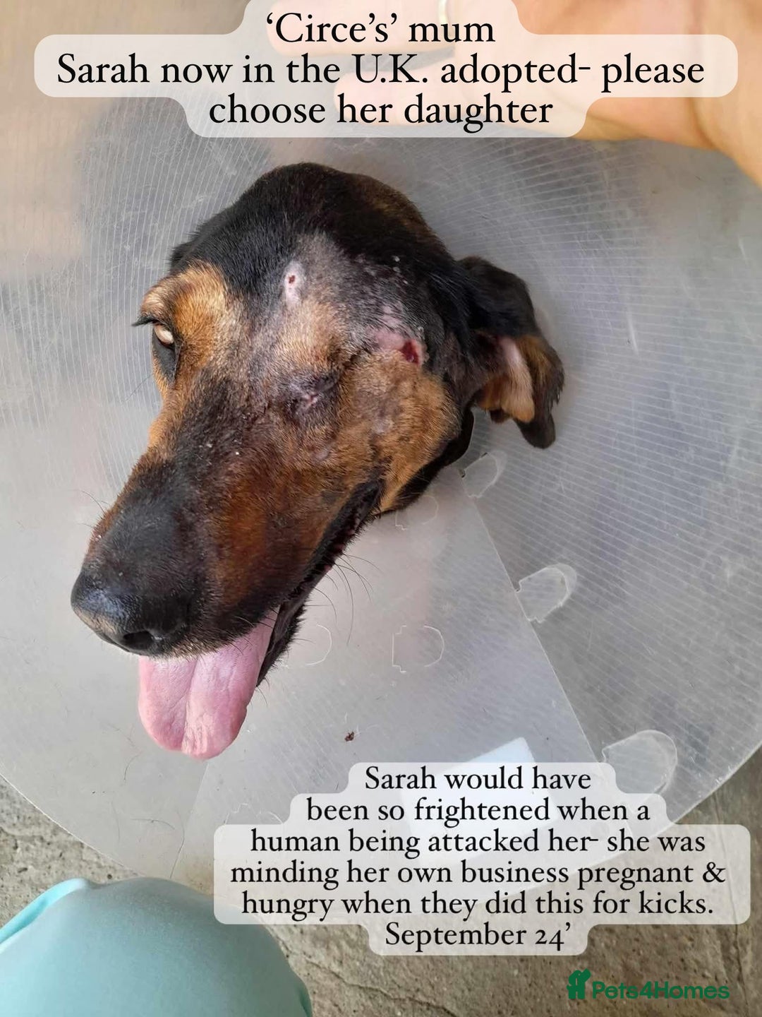 Mixed Breed dogs for adoption: Circe, approx 1 yr old. Available for adoption. - Image 6