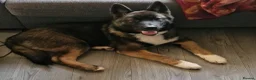 Mixed Breed dogs for sale: akita german shepherd husky cross for rehousing in Birmingham - Advert 9