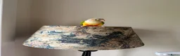 Conures birds for sale: pineapple green cheek conure - Advert 3