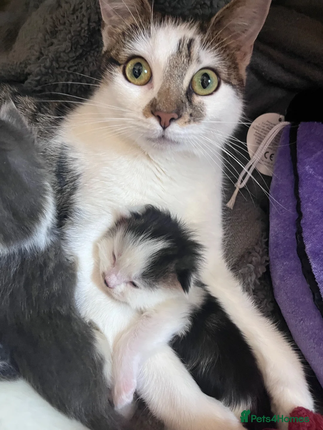 Mixed Breed cats for sale: Beautiful kittens for sale  in Wallsend - Advert 8