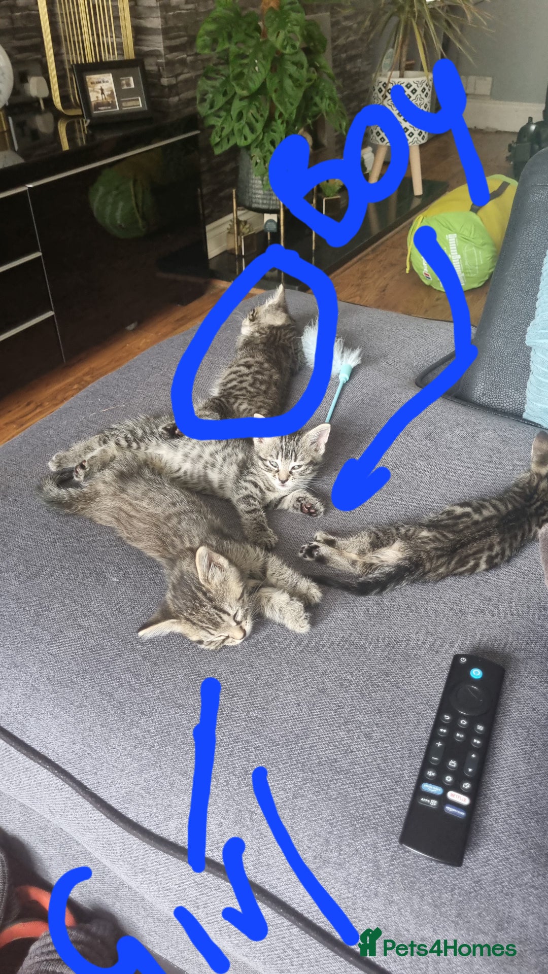 Mixed Breed cats for sale: 3 beautiful kittens for sale - Image 8