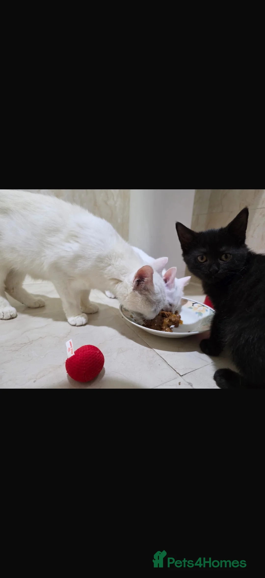 Arabian Mau cats for adoption: Horatio Nelson - Advert 5