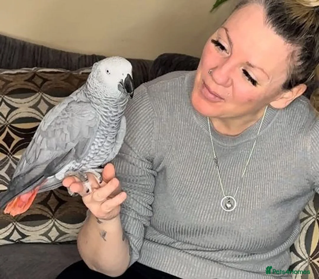 Parrots birds for sale: Healthy Congo African Grey Parrots in Warrington - Advert 1