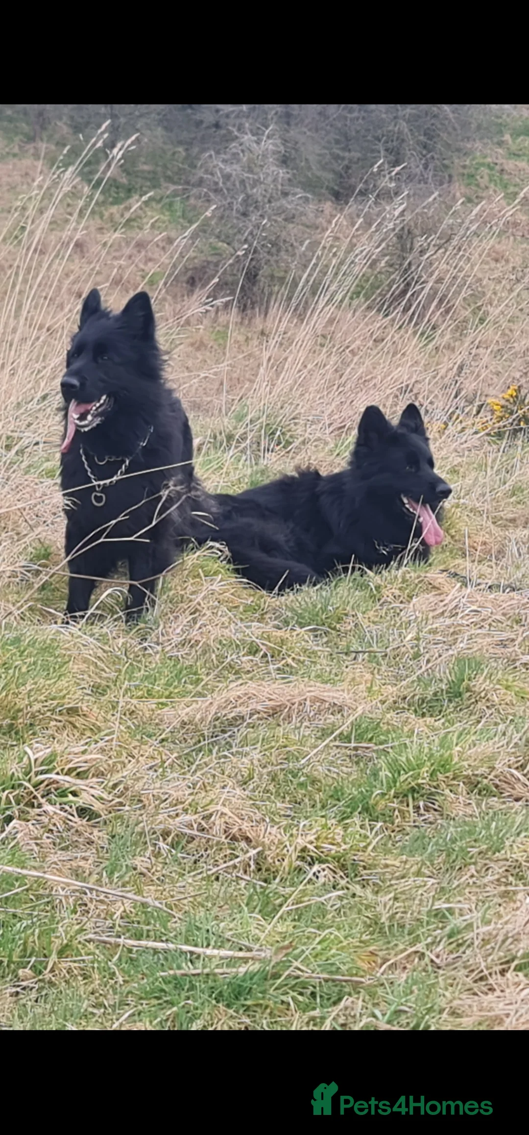 German Shepherd dogs for sale: Top Quality KC Black Long Hair German Shepherd  - Advert 9