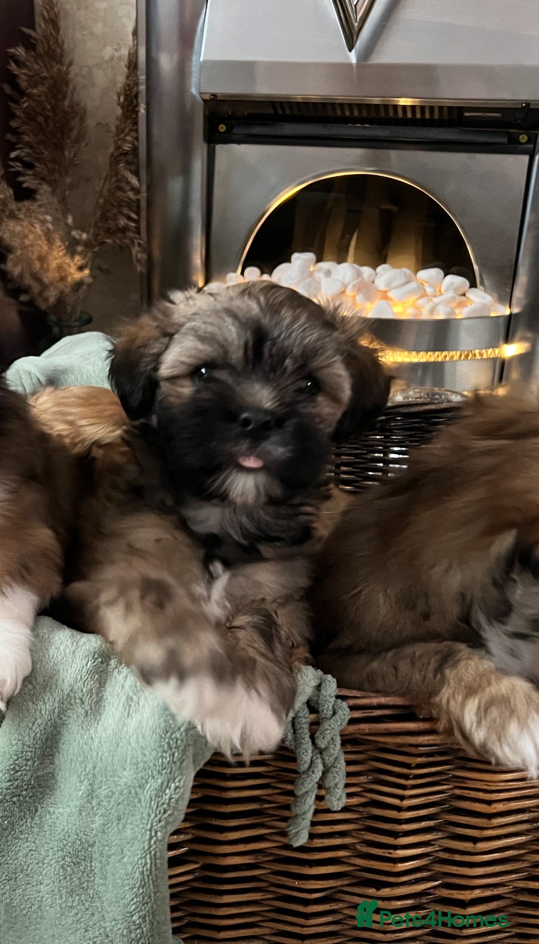 Lhasa Apso dogs for sale: Lhasa apso puppies  - Advert 12